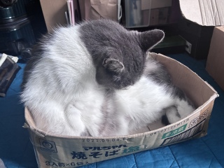������ꒆ