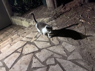 �o�}�����肪�Ƃ�
