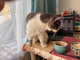 �T�����͉��ł����H