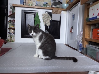 �N�����Ă����Ă߂񂲂ł�