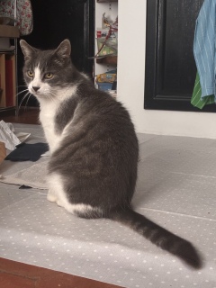����̃v���[���g�͂���ς�H