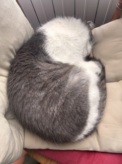 ���˂ނ����